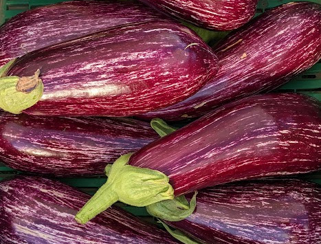 Les Jardins de Champlecy - Aubergine zébrée violette