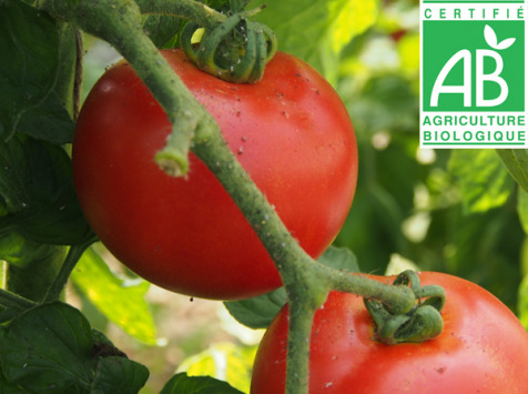 Mon Petit Producteur - Tomate Ronde Paola Bio [vendue Par 3 Kg]