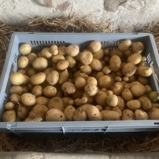 Ferme Cadillon - Pommes de terre - HVE - Carrera -20kg