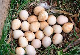 Des Poules et des Vignes à Bourgueil - 6 petits œufs de pintades