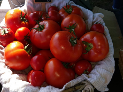 Les Jardins de Champlecy - Tomate Ronde Rouge