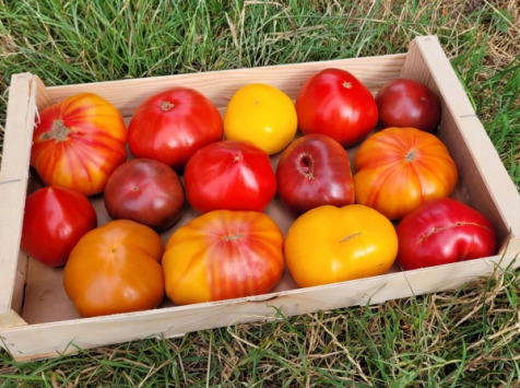 Le Pré de la Rivière - 5kg de tomates anciennes variées Bio - Origine France