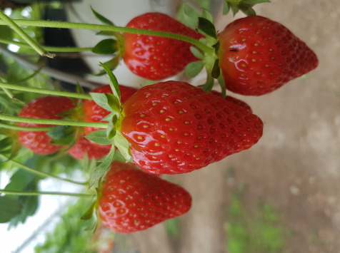 La Fraise de La Baule - Coulis de fraises