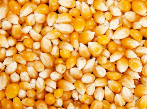 Grain Pop - Maïs popcorn nature vrac - 10kg