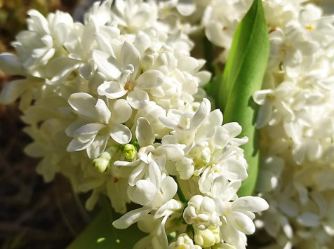 Lilas Blanc Fleurs Fraîches - Pourdebon