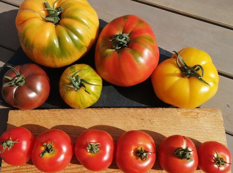 Micro-Ferme de Carcouet - Tomates Bio - 2 kg