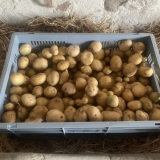 Ferme Cadillon - Pommes de terre - HVE - Carrera -10kg