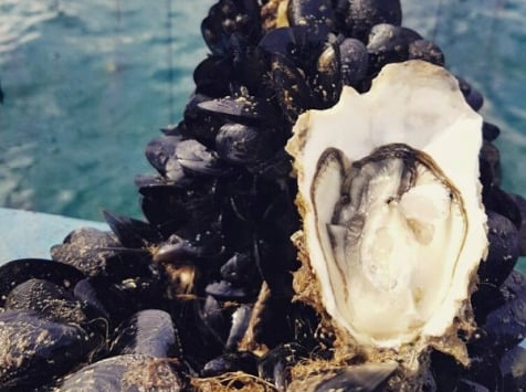 Camargue Coquillages - La Perle De Camargue Huîtres Creuses Bio 6 Douzaines