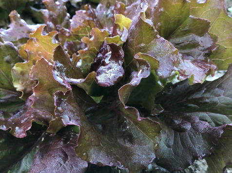 La Boite à Herbes - Salade batavia rouge bio 1 pièce