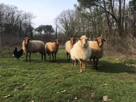 Des Poules et des Vignes à Bourgueil - Epaule d'agneau antenais - race solognote