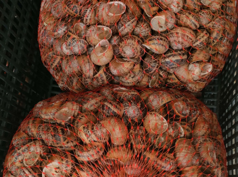 La Ferme Enchantée - (OFFRE PRO) 10kg d'Escargots PETIT GRIS Vifs jeunés Prêt à Cuisiner