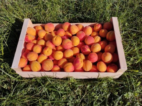 Gobert, l'abricot de 4 générations - Abricots  9kg