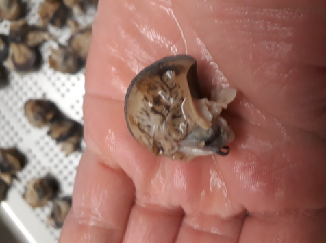 Limero l'Escargot Mayennais - Chairs D'escargot Helix Aspersa Frais Parées Totalement - 1 sachet de 120