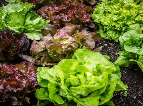 La Boite à Herbes - Lot Salade Feuille De Chêne Rouge Et Salade Feuille De Chêne Vert  Bio