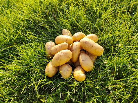 La Brouette d'Alexis - Pommes de terre LAURETTE - 1 kg