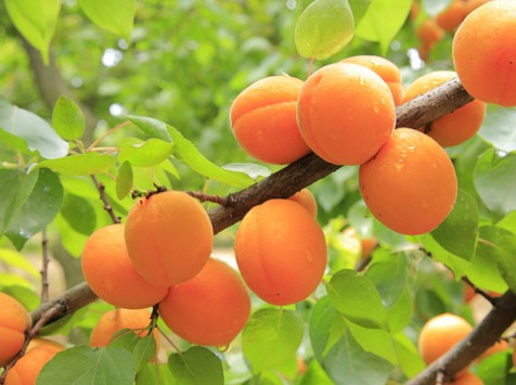 La Boite à Herbes - Abricots de saison Bio - 1kg