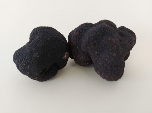 Truffes noires fraîches Tuber Melanosporum A-qualité