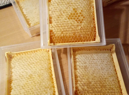 Miel en rayon d'origine EU -350 g - Miel de fleur en rayon, d