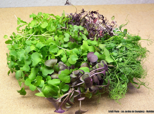 Les Jardins de Champlecy - Lot De 5 Saladebox De Micro-pousses