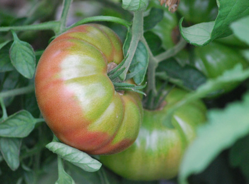 La Boite à Herbes - Tomate Noire De Crimée Bio - 1kg