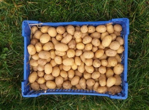 La Ferme Boréale - Pommes De Terre Agata Calibre 28-35 - 5kg