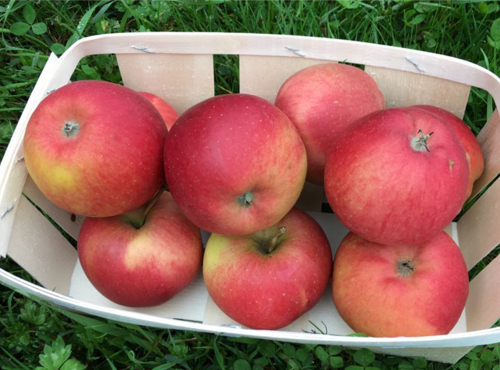 EARL Fruits du Maumont - Toutifruits - Pomme Meirac - 1kg