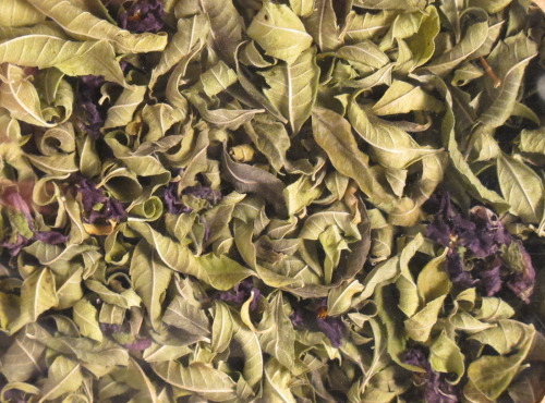 Les Jardins du Mas de Greil - Verveine-violettes, Tisane Composée