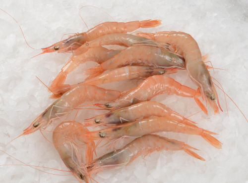 Côté Fish - Mon poisson direct pêcheurs - Crevettes Rose De Mediterranée