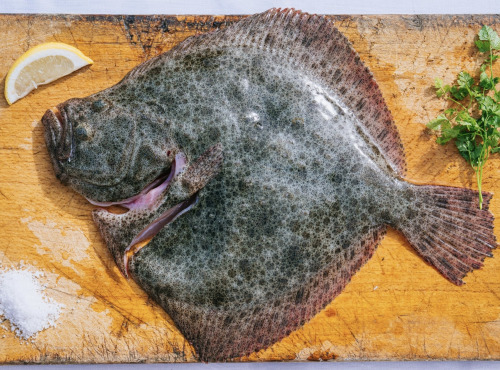 Côté Fish - Mon poisson direct pêcheurs - Turbot
