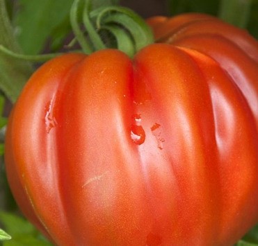 Mon Petit Producteur - Tomate Bio Coeur De Boeuf