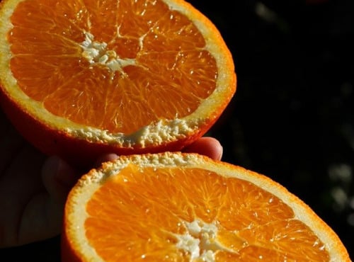 Jardins de la Testa - Orange de Corse - 5kg