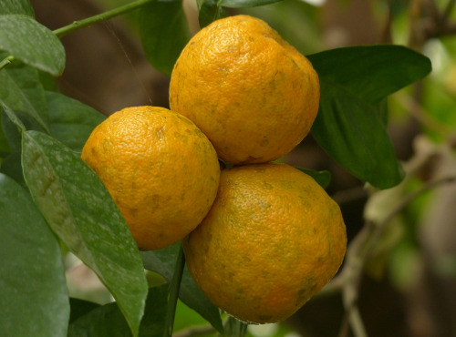 Le Panier du Producteur - Orange Amère - 1kg