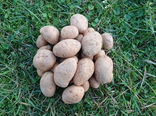 La Ferme Boréale - Pomme De Terre Spunta Calibre 35-55 - 10kg