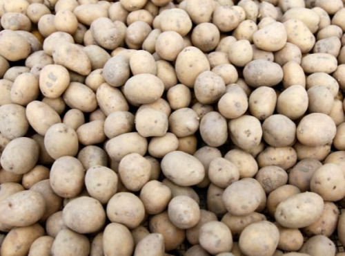 La Coussoyote - Pommes de terre grenaille - 1kg