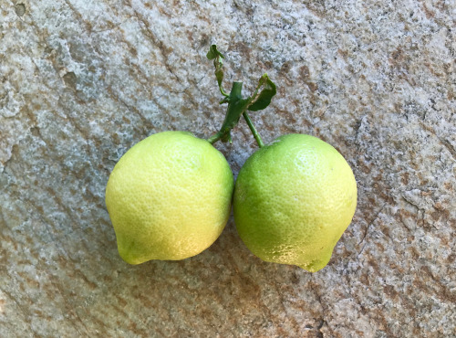 Le Jardin des Antipodes - Citron Verdello De Femminiello Non-traité - 3kg