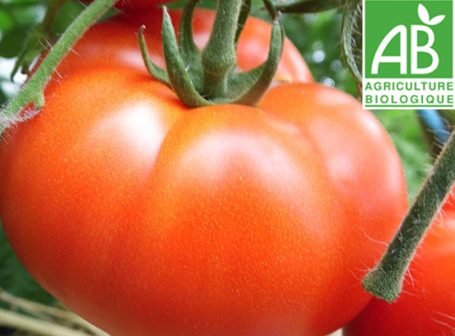 Mon Petit Producteur - Tomate Ancienne Bio Merveille Des Marchés