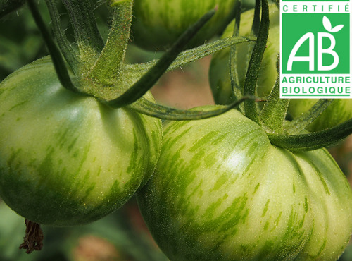 Mon Petit Producteur - Tomate Ancienne Bio Green Zebra