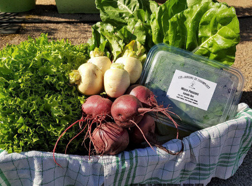 Les Jardins de Champlecy - Panier De Légumes De Saison 2,5kg