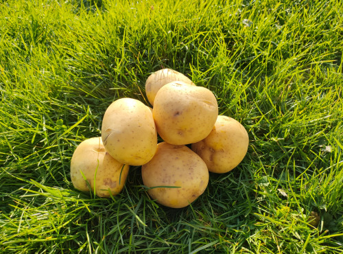 La Brouette d'Alexis - Pommes de terre VAINQUEUR DU CHAMPIONNAT MONDIAL DE LA FRITE 2023, variété ARTEMIS