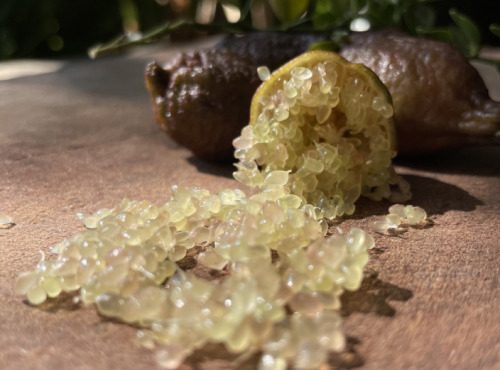 La Maison du Citron - Citron Caviar Microcitrus australasica - 100gr