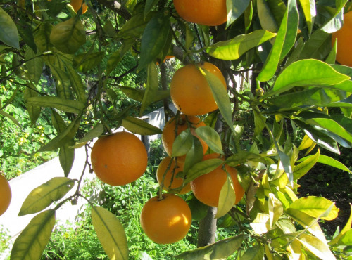 Le Jardin des Antipodes - Orange Amère Non Traité, Pour Vos Confitures Et Sauces.