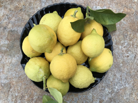 Le Jardin des Antipodes - Citron Femminello Frais Non-traités De Vintimille - 50kg