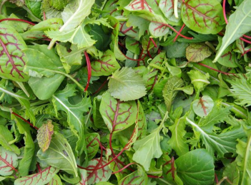 Les Jardins de Gérard - Salade Mesclun Bio - 250 g