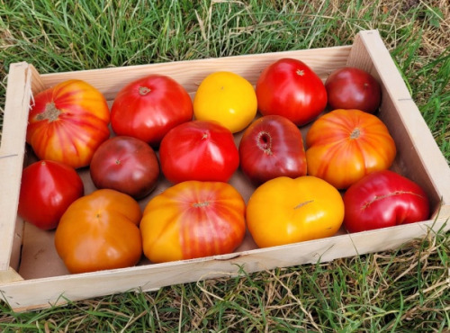 Le Pré de la Rivière - 5kg de tomates anciennes variées Bio - Origine France