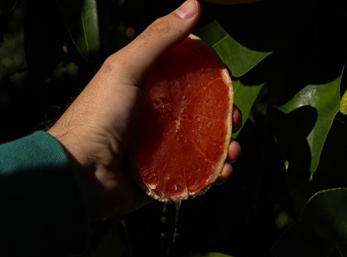 Jardins de la Testa - Confiture pomelo - 210g
