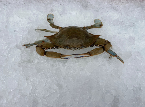 Pêcheur Toni  Micheau - Crabes Bleus (1Kg) - Golfe Du Lion - Méditerranée