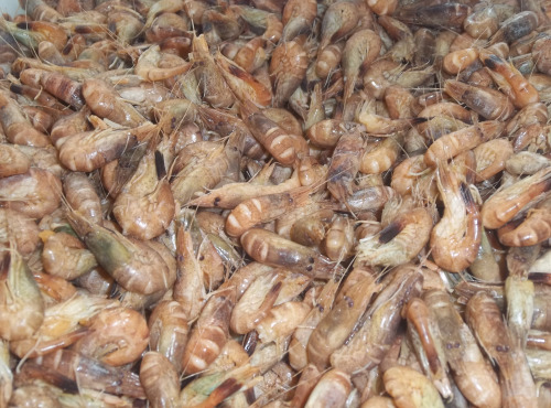 Saveurs Océanes IO - Crevettes grises cuites – 100g