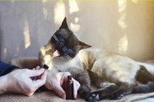 Ferme de Pourcier - Huile CBD 3% - Animaux chat chien - 10ml