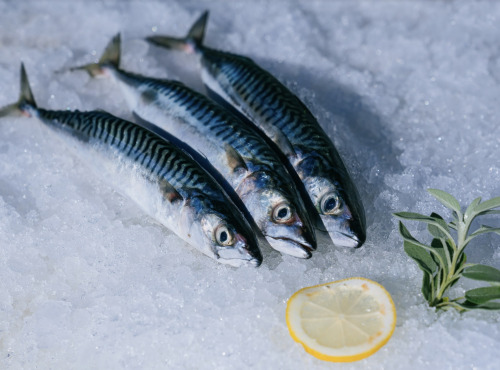 Côté Fish - Mon poisson direct pêcheurs - Maquereaux 500g