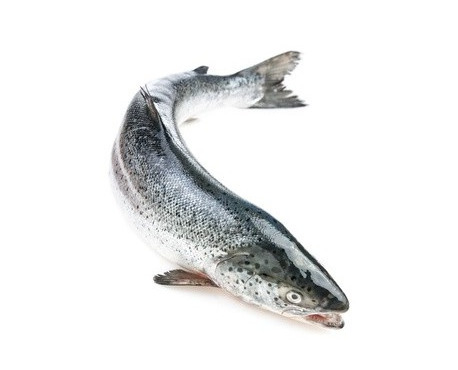 Ma poissonnière - Saumon Entier - Pièce De 5 Kg